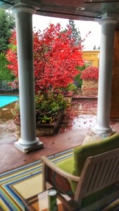 A bright spot on a gray day. The maple tree in our back deck.